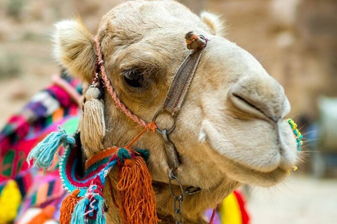 Cappadocia Camel Ride Experince Sunrise Sunset Daytime - Riding through Cappadocia at a camel’s pace
