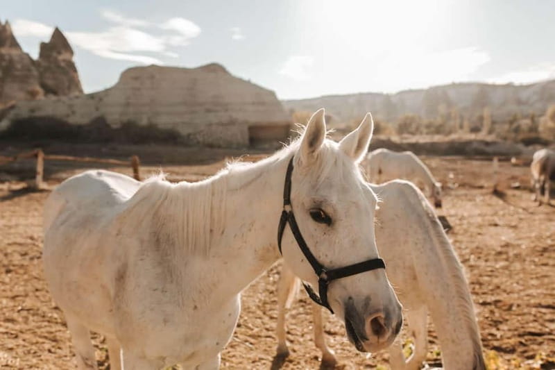 Cappadocia: Horse Riding Tour with Hotel Transfer - Who will enjoy this ride most