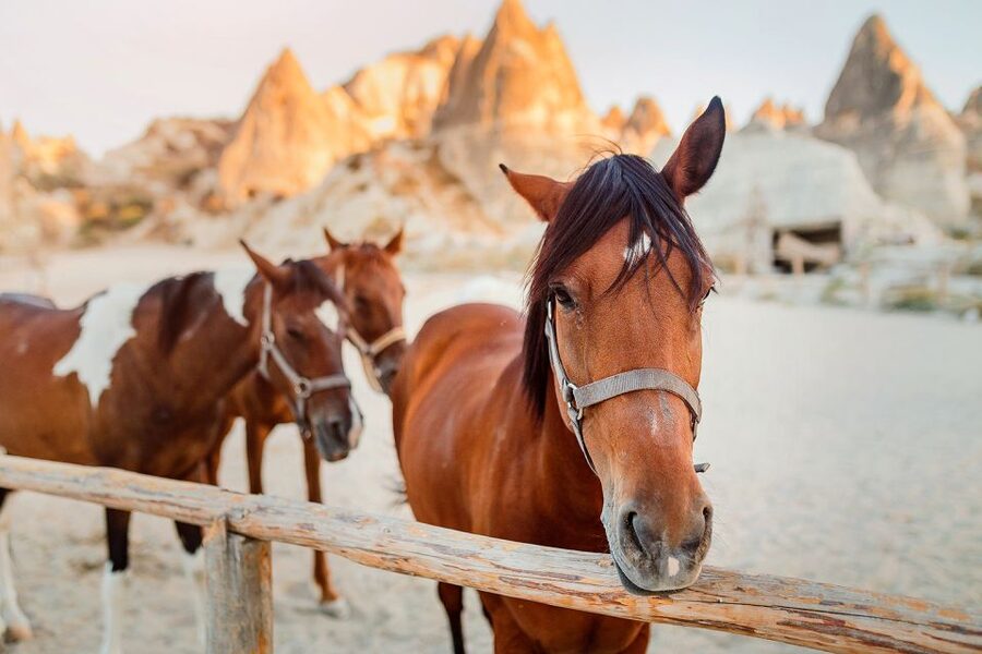 Cappadocia: Horse Riding w/Sunrise & Sunset Option - What the $35 price really covers