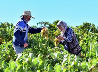 Private Half-Day Vineyards & Wine Tasting Tour