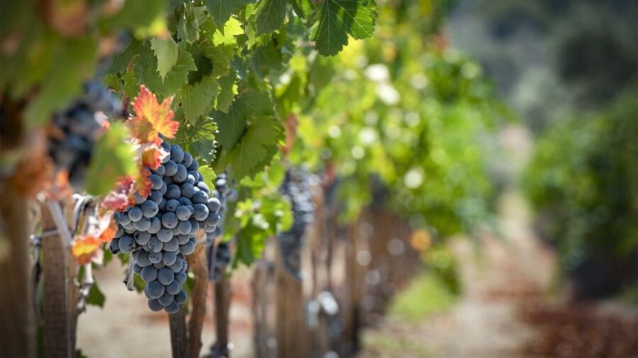 Cappadocia: Private Half-Day Vineyards & Wine Tasting Tour - Turasan Winery and the main tasting