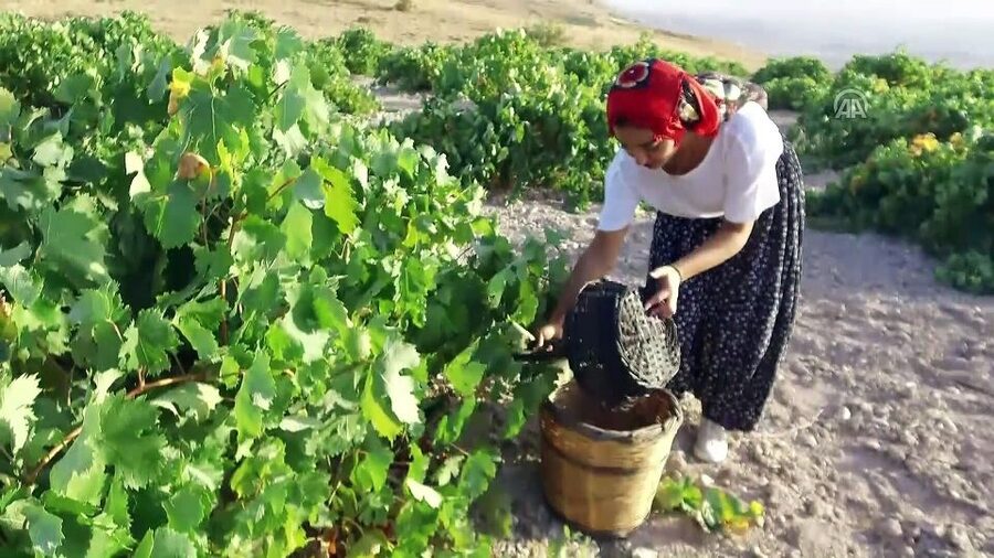 Cappadocia: Private Half-Day Vineyards & Wine Tasting Tour - What the private format is worth