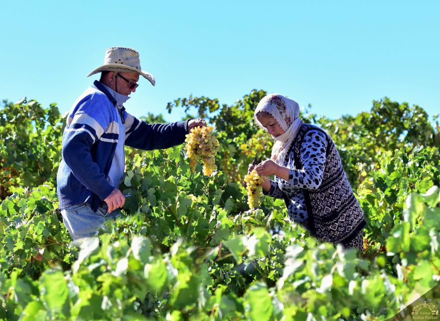 Cappadocia: Private Half-Day Vineyards & Wine Tasting Tour - Starting from your Cappadocia hotel
